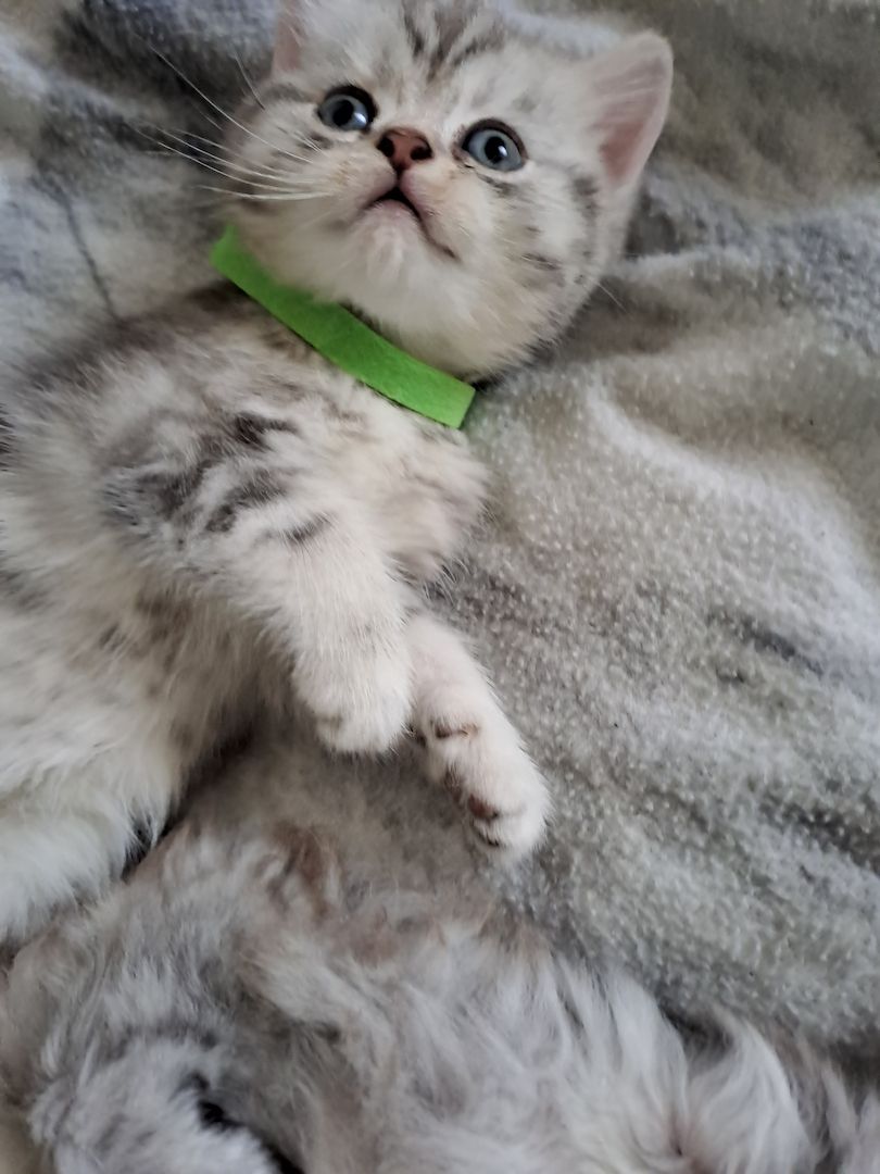 BKH Kitten BKH Kitten