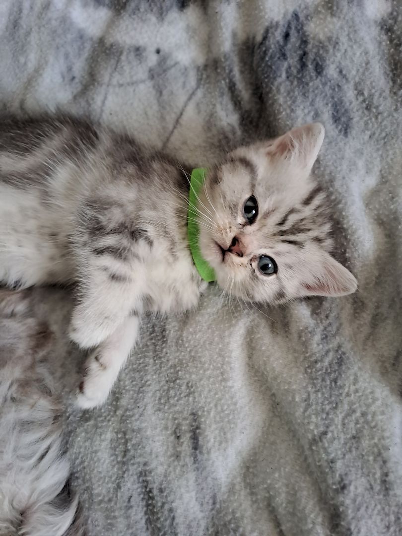 BKH Kitten BKH Kitten