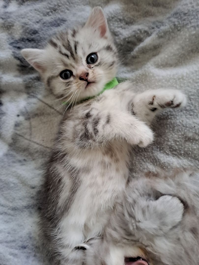 BKH Kitten BKH Kitten