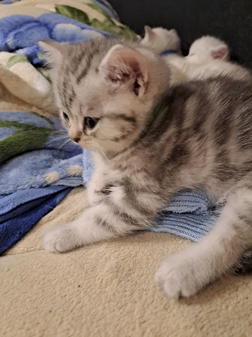 BKH Kitten BKH Kitten