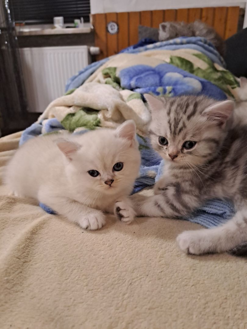 BKH Kitten BKH Kitten