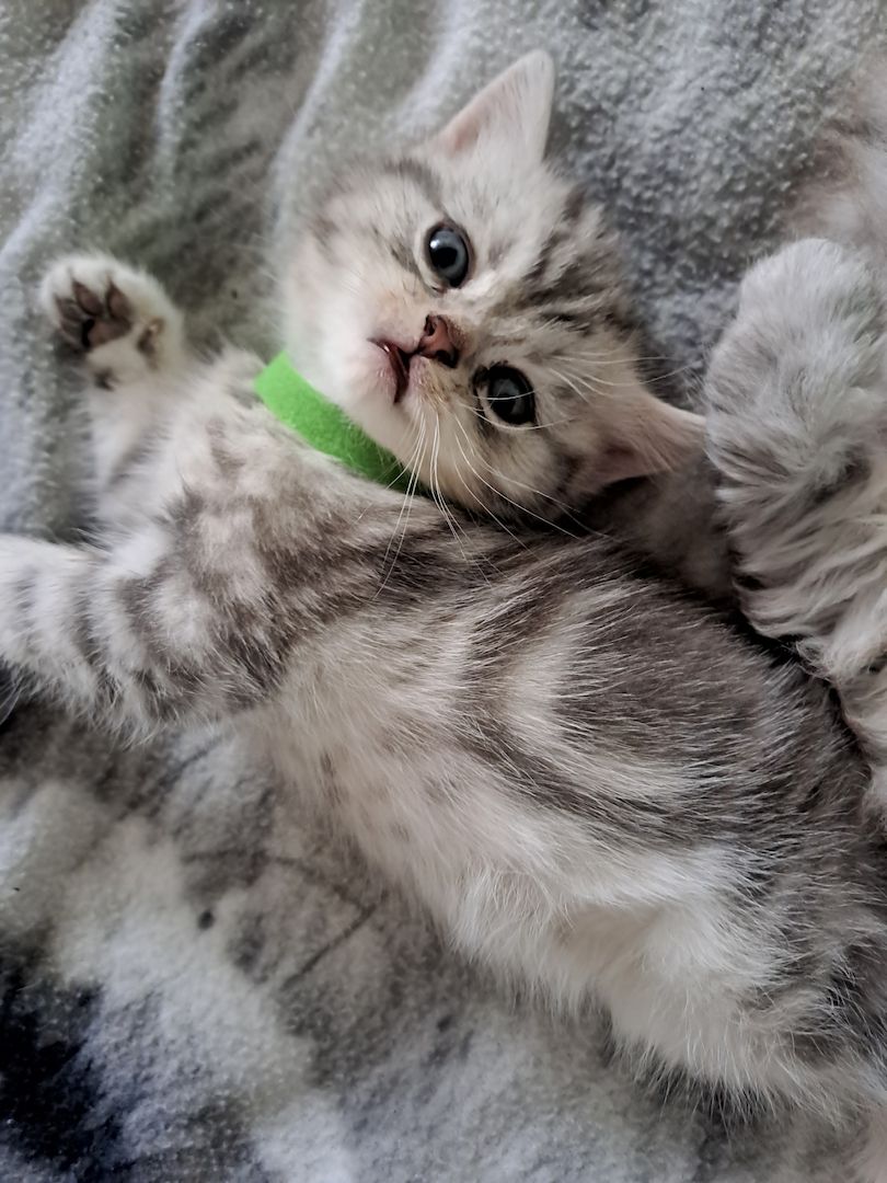 BKH Kitten BKH Kitten