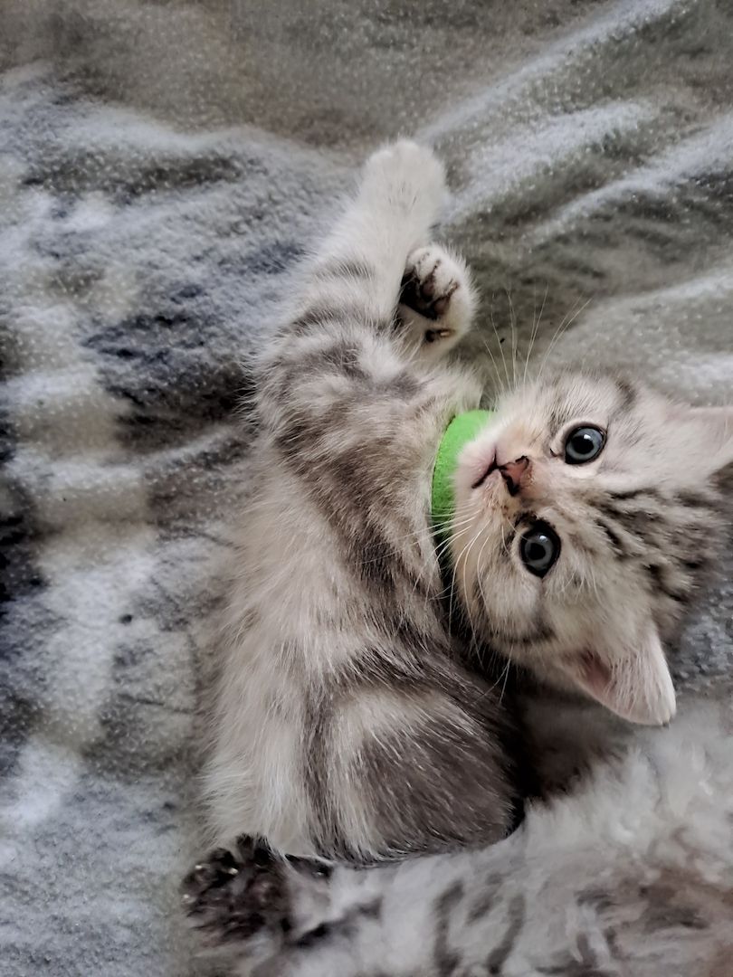 BKH Kitten BKH Kitten