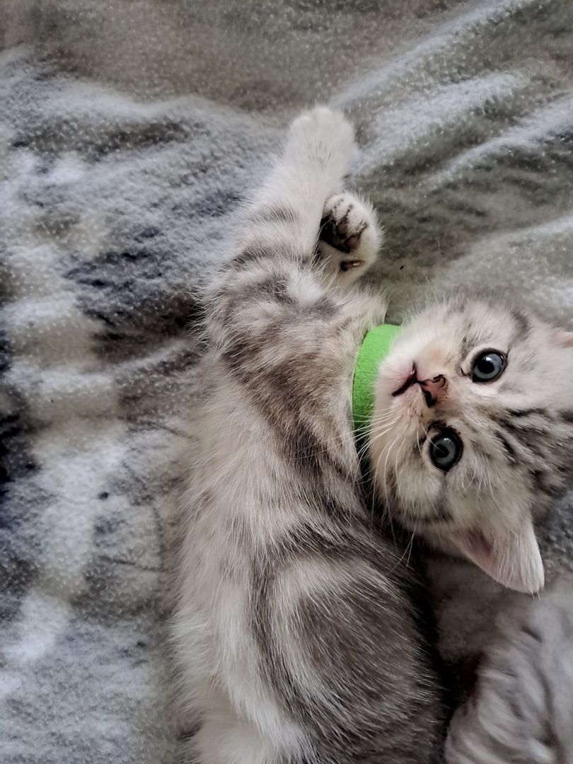 BKH Kitten BKH Kitten