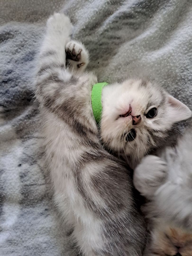 BKH Kitten BKH Kitten