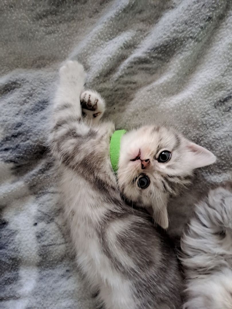 BKH Kitten BKH Kitten