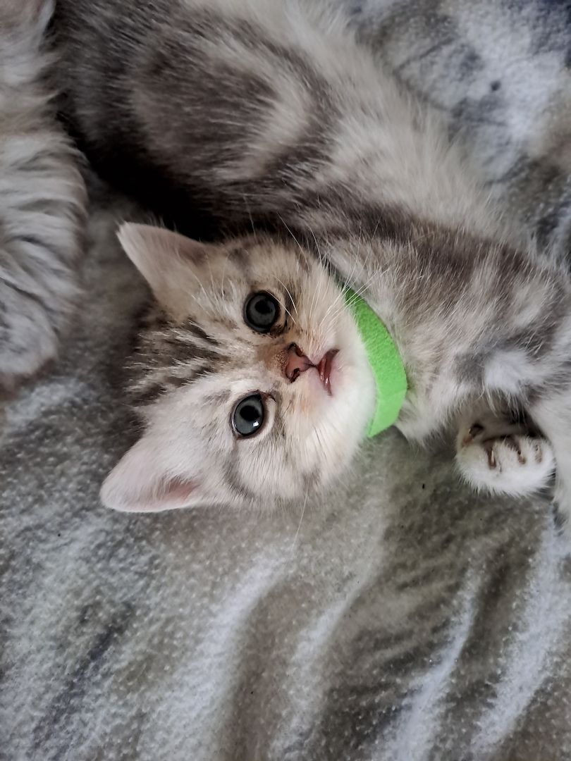 BKH Kitten BKH Kitten