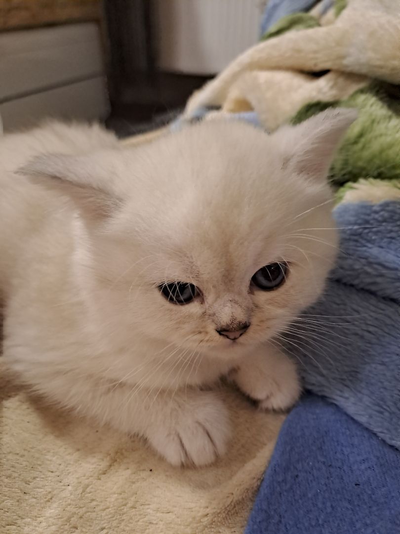 BKH Kitten