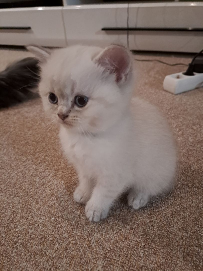 BKH Kitten