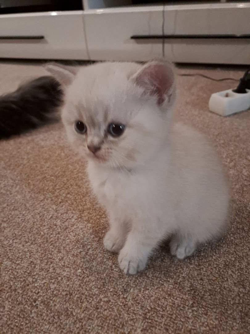 BKH Kitten