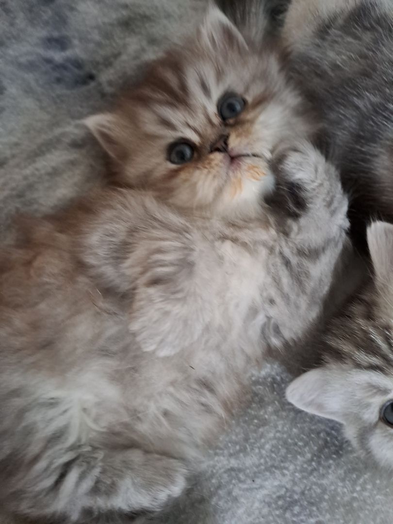 Perser Kitten