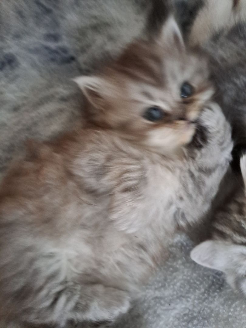 Perser Kitten