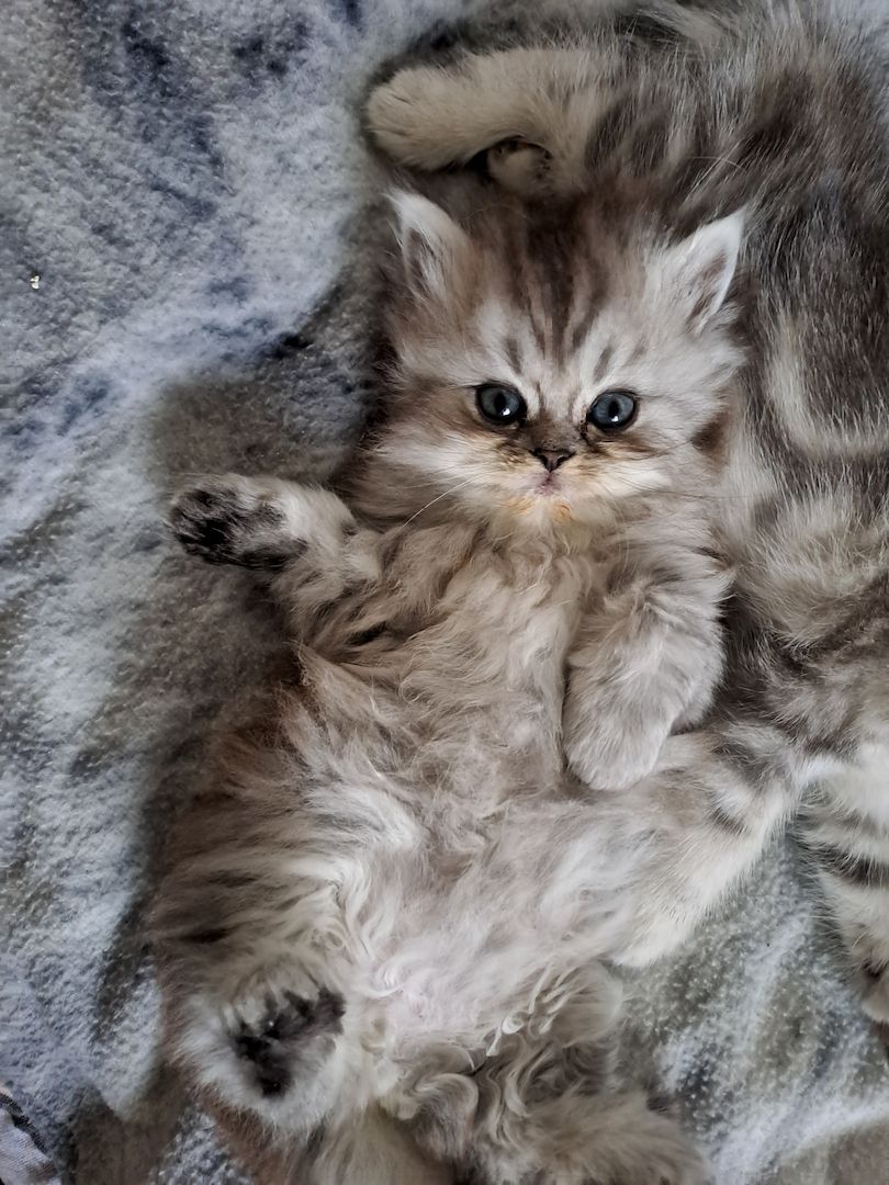 Perser Kitten