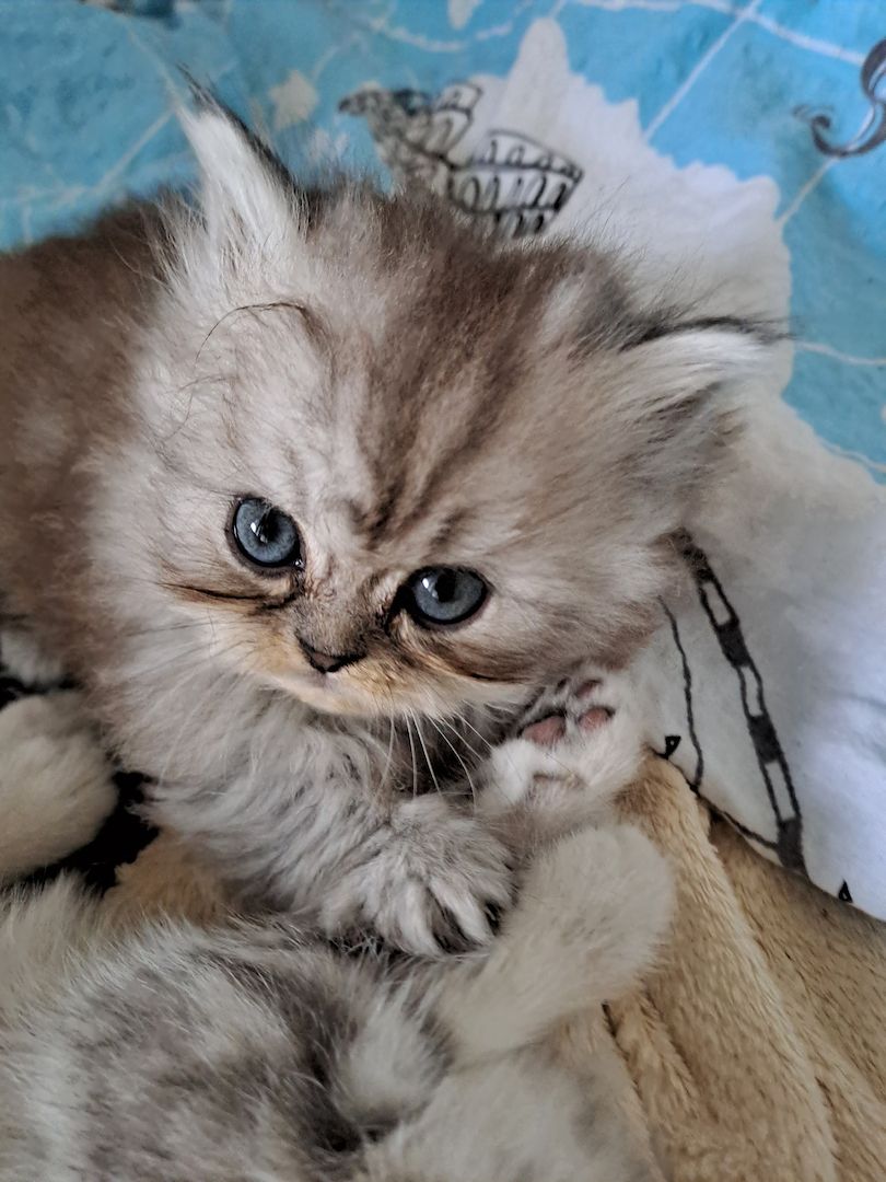 Perser Kitten