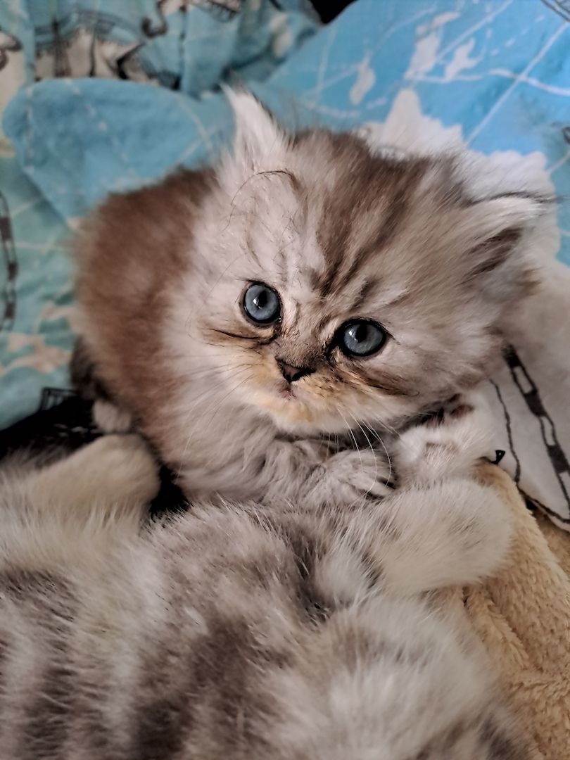 Perser Kitten