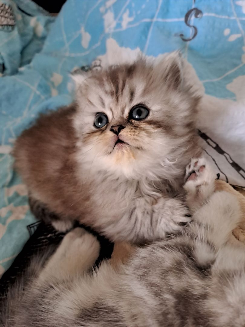 Perser Kitten