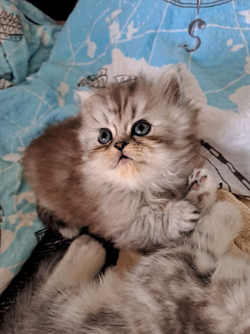 Perser Kitten