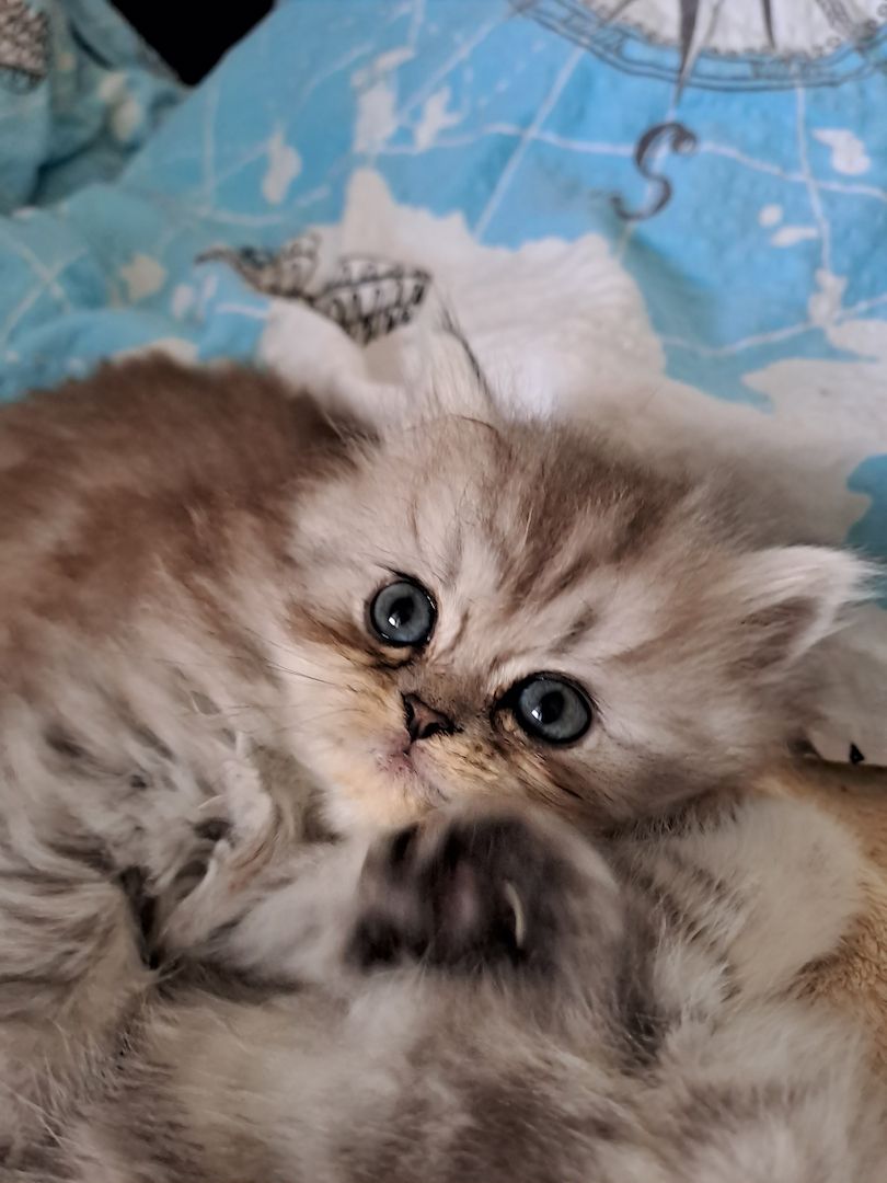Perser Kitten