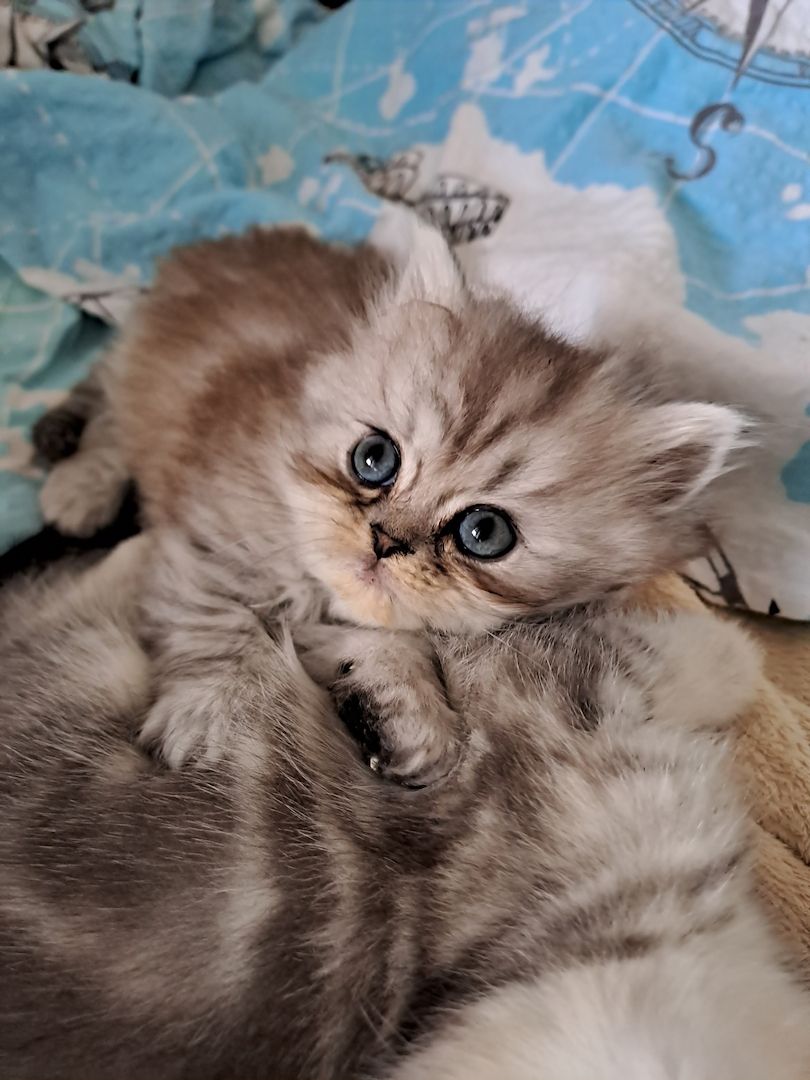 Perser Kitten