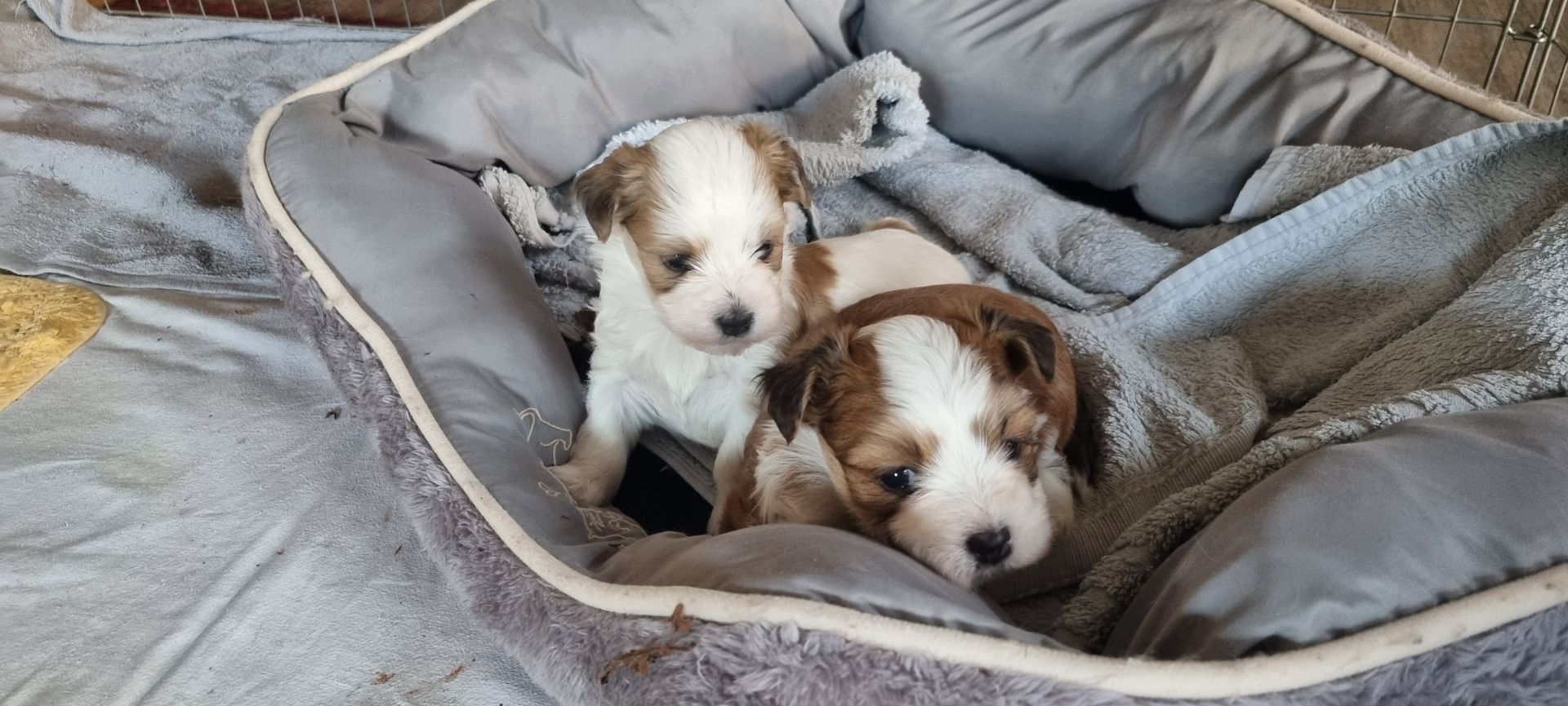 Reinrassige Havaneserwelpen mit Ahnentafel