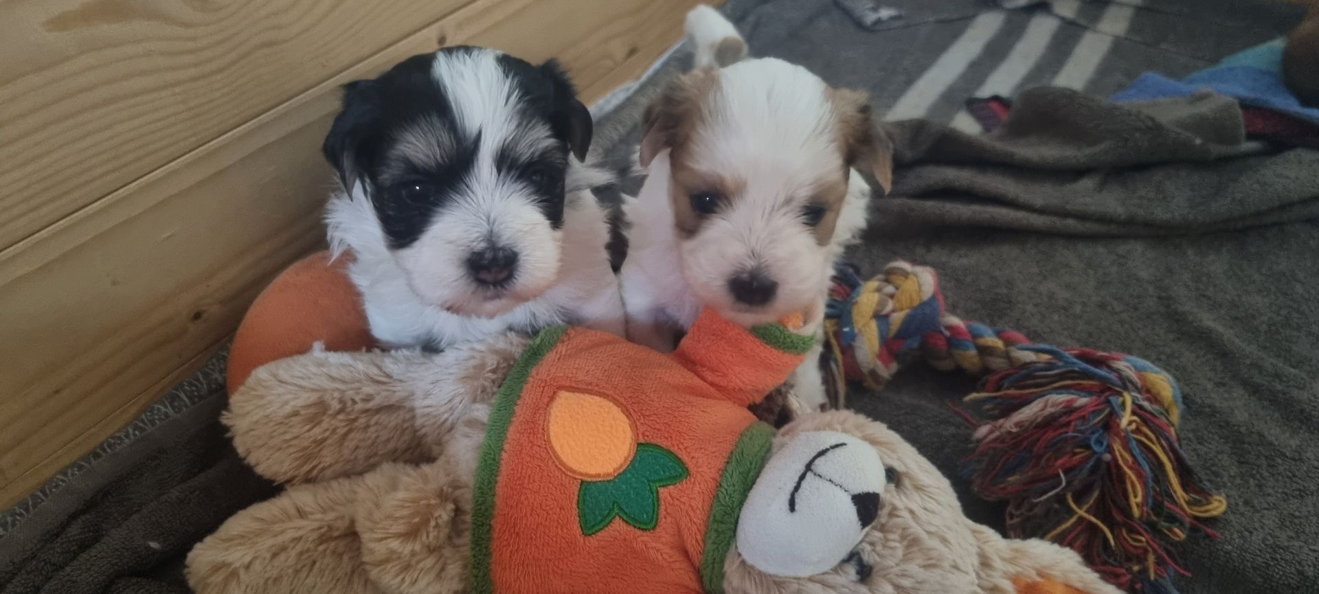 Reinrassige Havaneserwelpen mit Ahnentafel