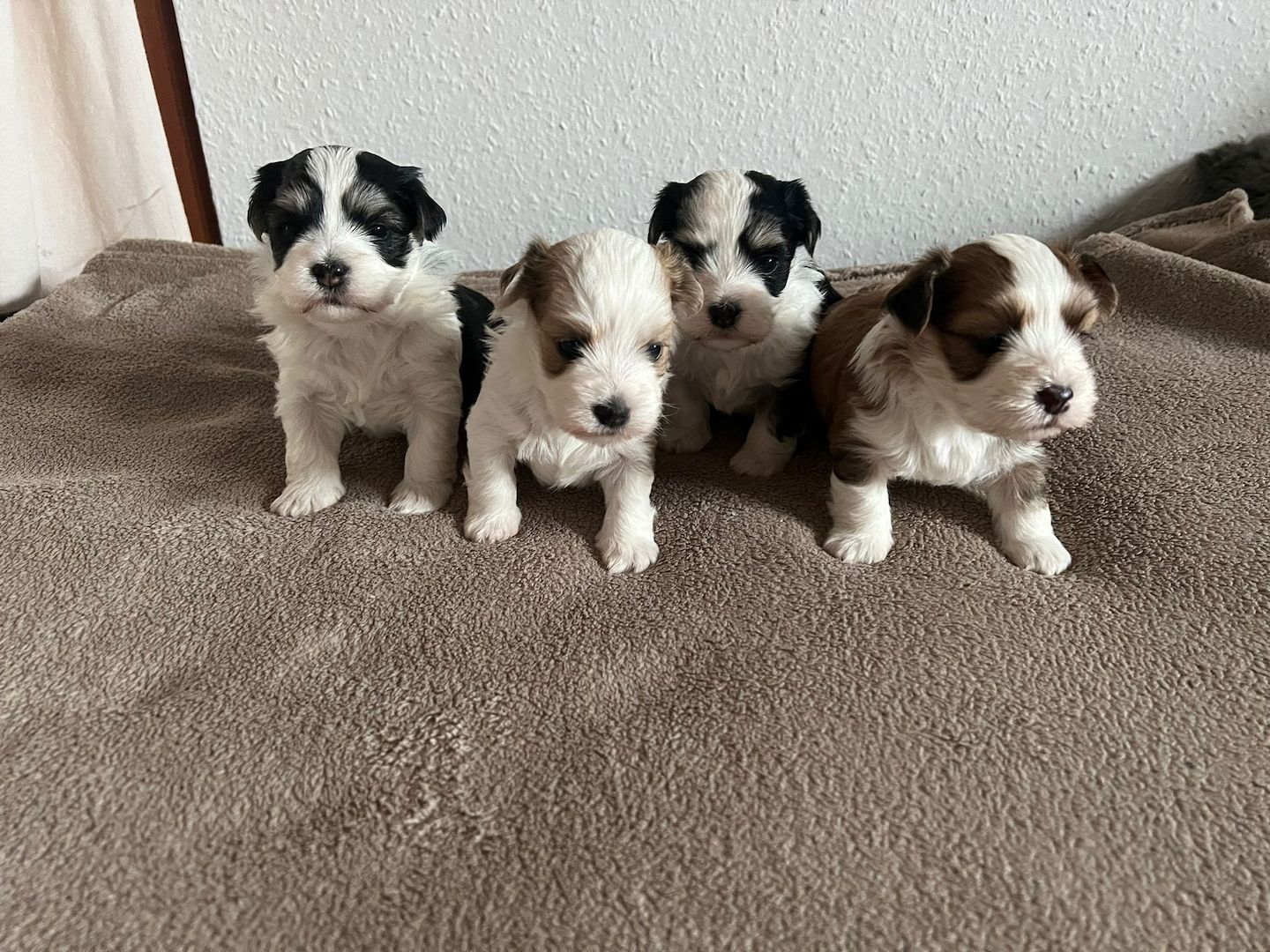 Reinrassige Havaneserwelpen mit Ahnentafel