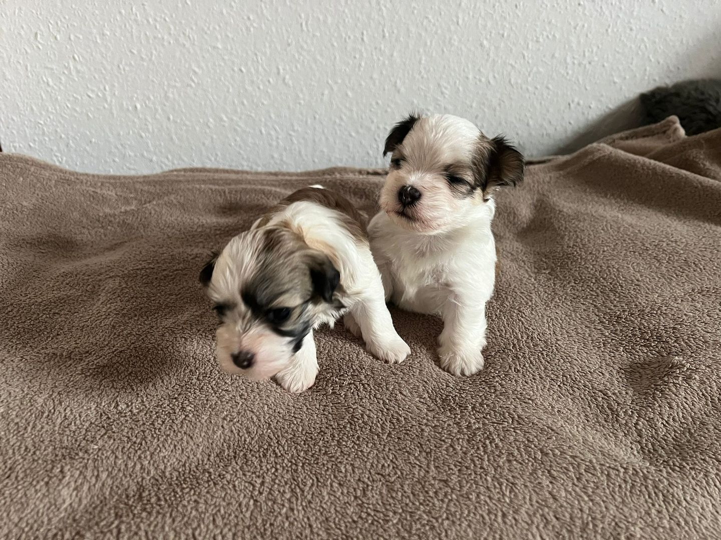 Reinrassige Havaneserwelpen mit Ahnentafel