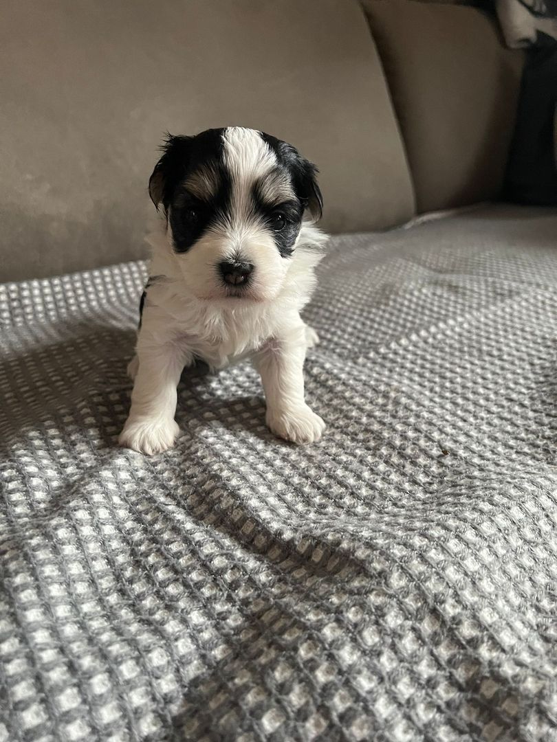 Reinrassige Havaneserwelpen mit Ahnentafel