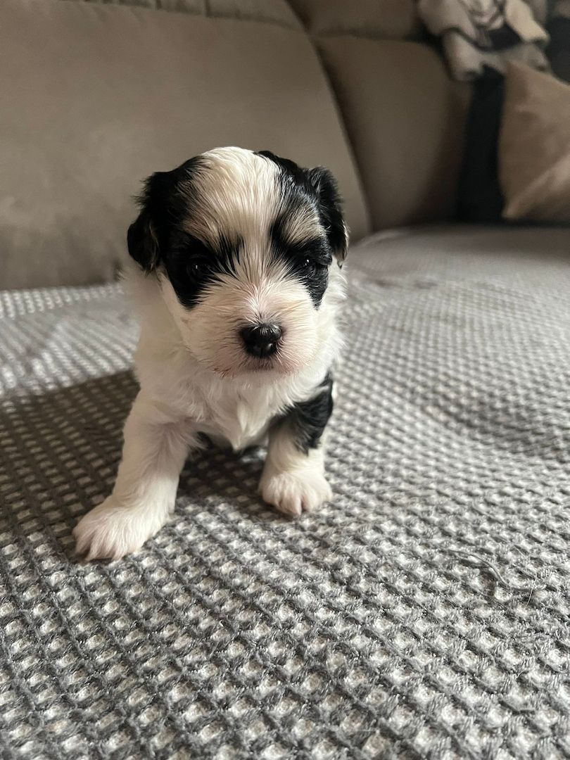 Reinrassige Havaneserwelpen mit Ahnentafel