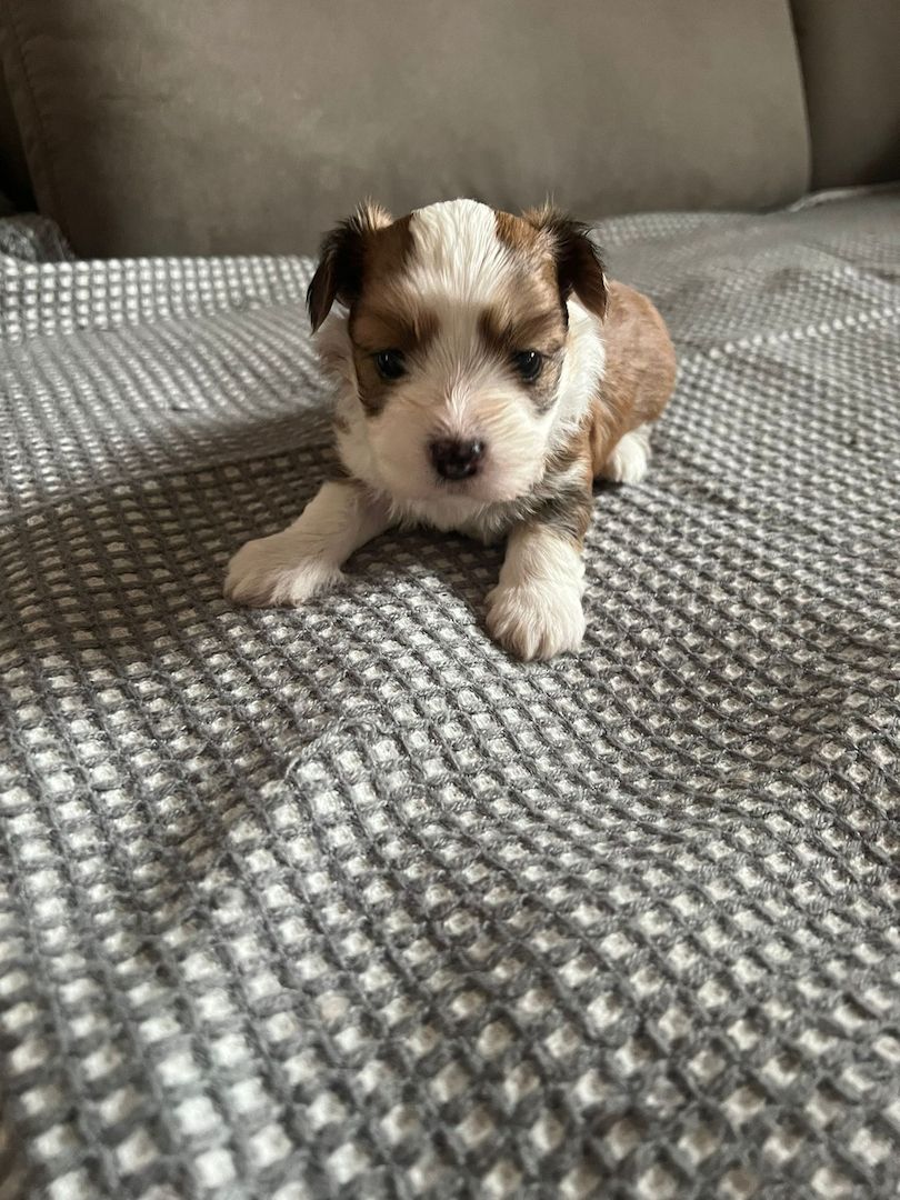 Reinrassige Havaneserwelpen mit Ahnentafel