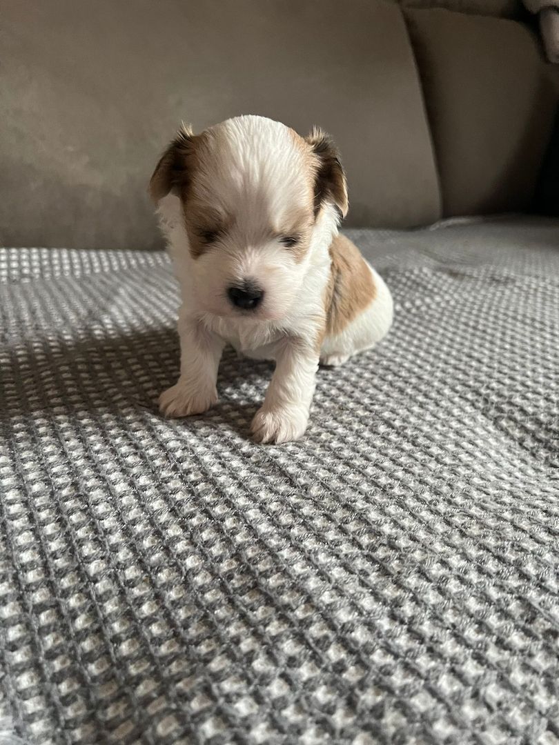 Reinrassige Havaneserwelpen mit Ahnentafel