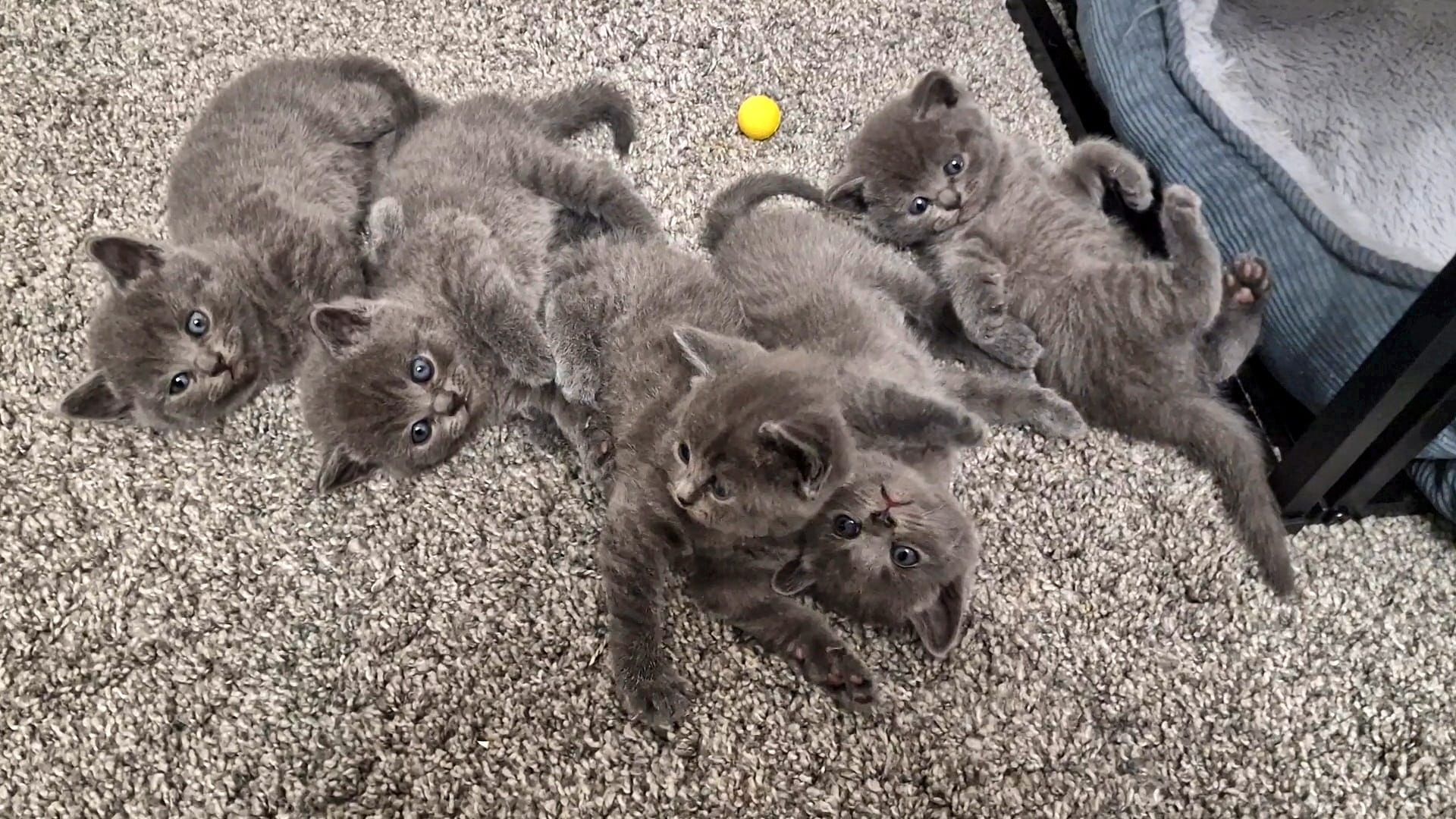 British Kurzhaar Blue