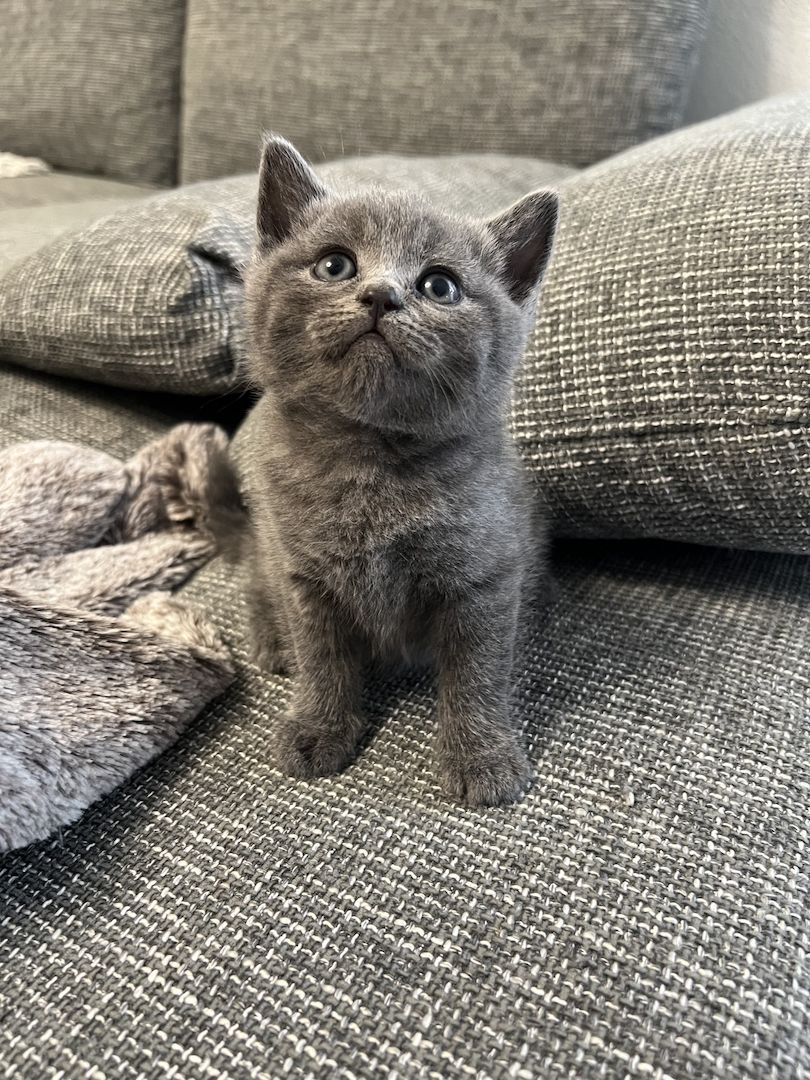 British Kurzhaar Blue