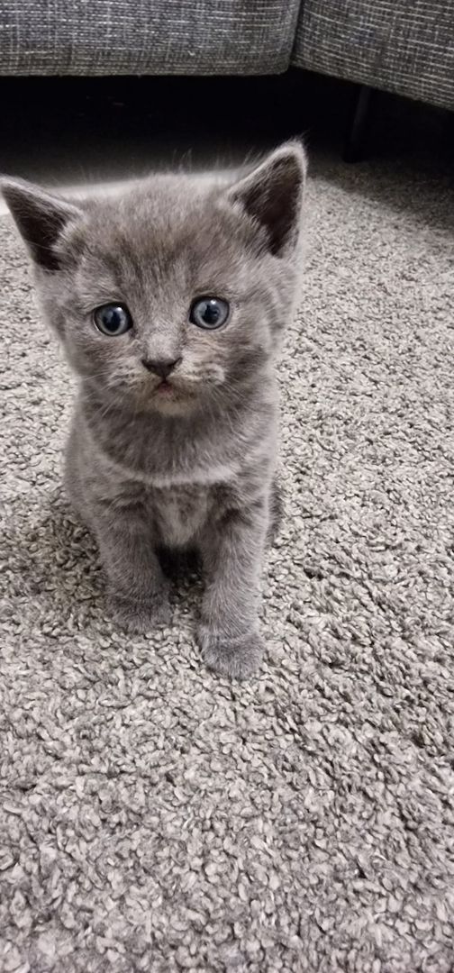 British Kurzhaar Blue