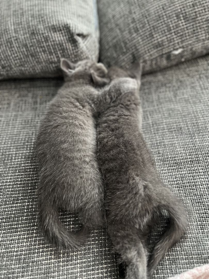 British Kurzhaar Blue