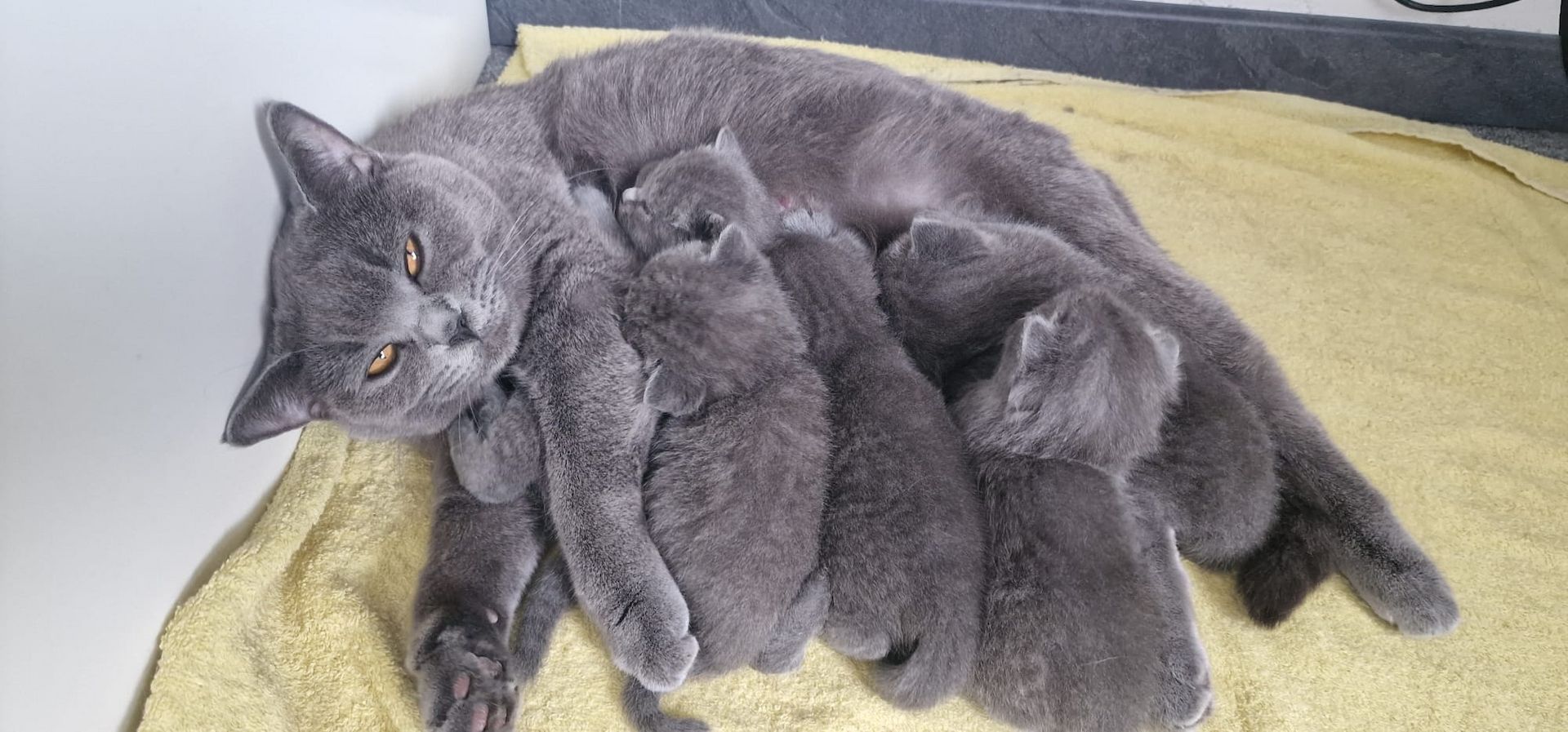 British Kurzhaar Blue