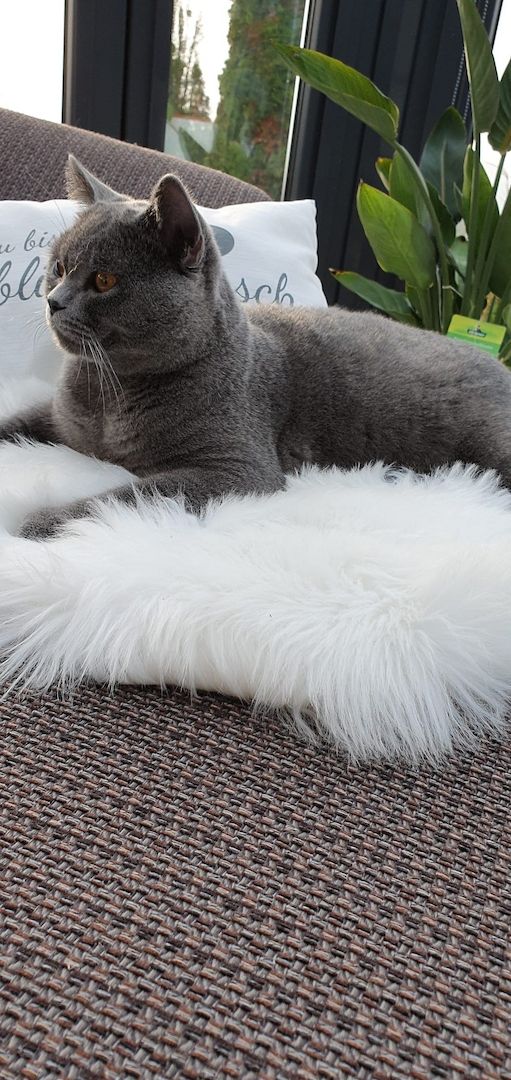 British Kurzhaar Blue