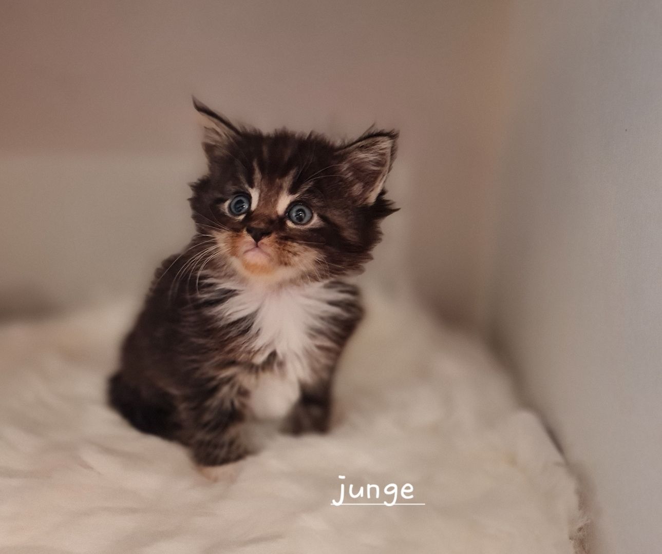 Norwegische waldkatze Maine Coon mix