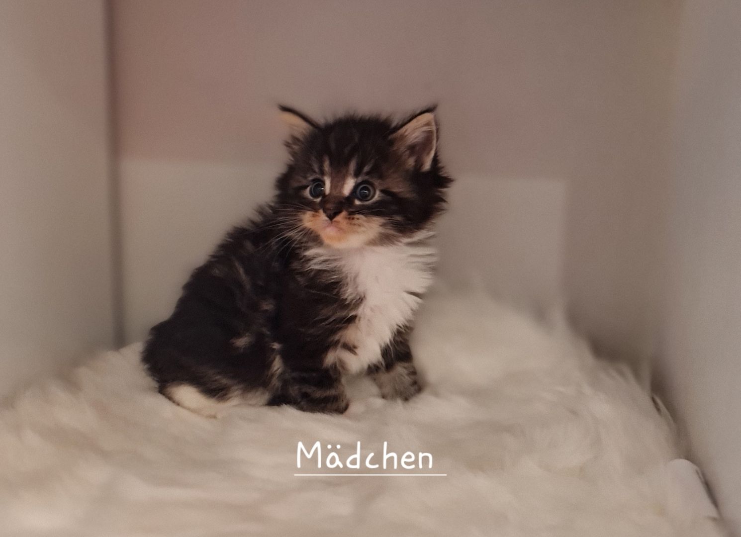 Norwegische waldkatze Maine Coon mix