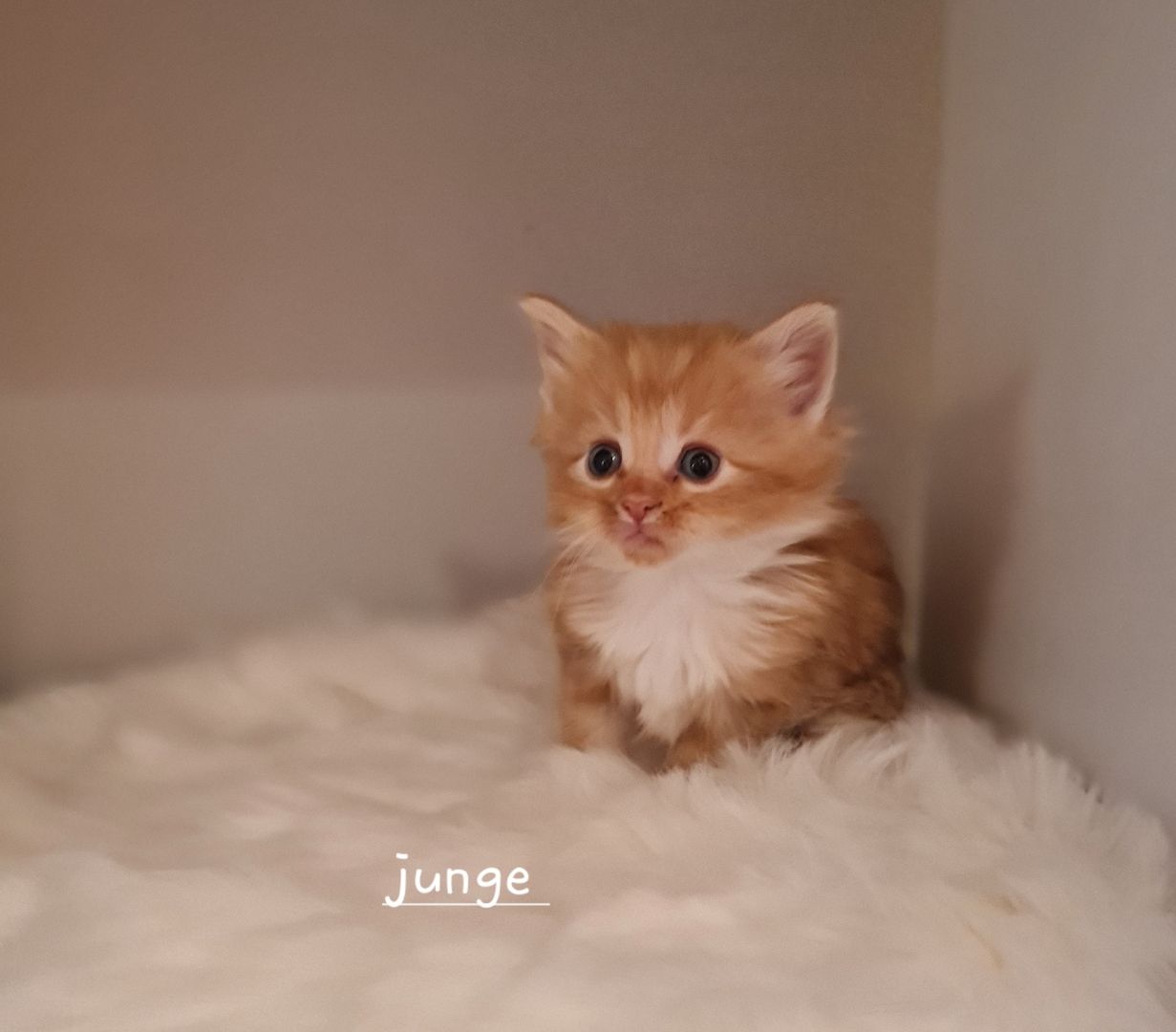 Norwegische waldkatze Maine Coon mix