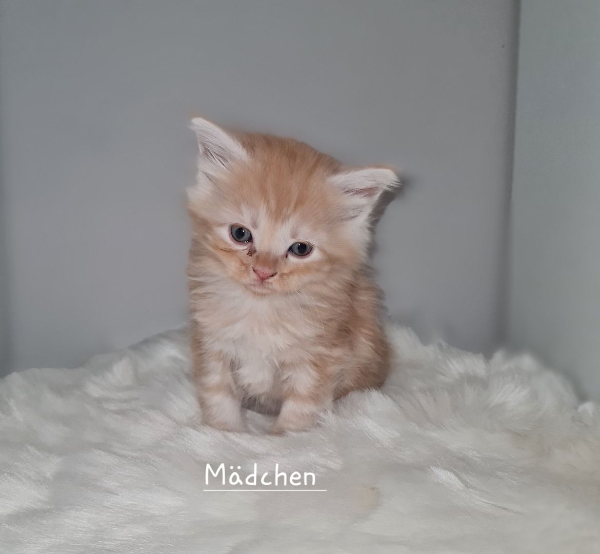 Norwegische waldkatze Maine Coon mix