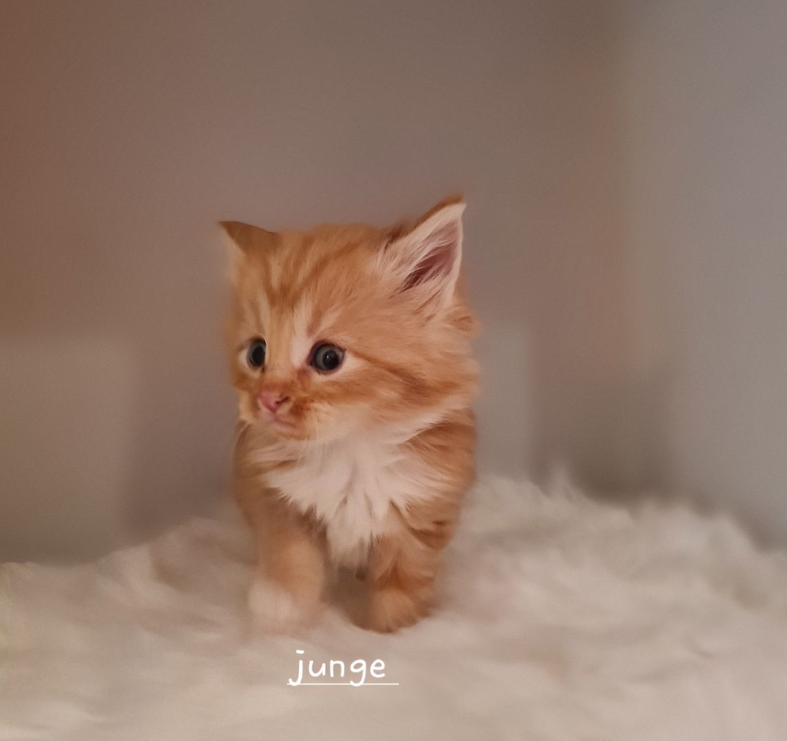 Norwegische waldkatze Maine Coon mix