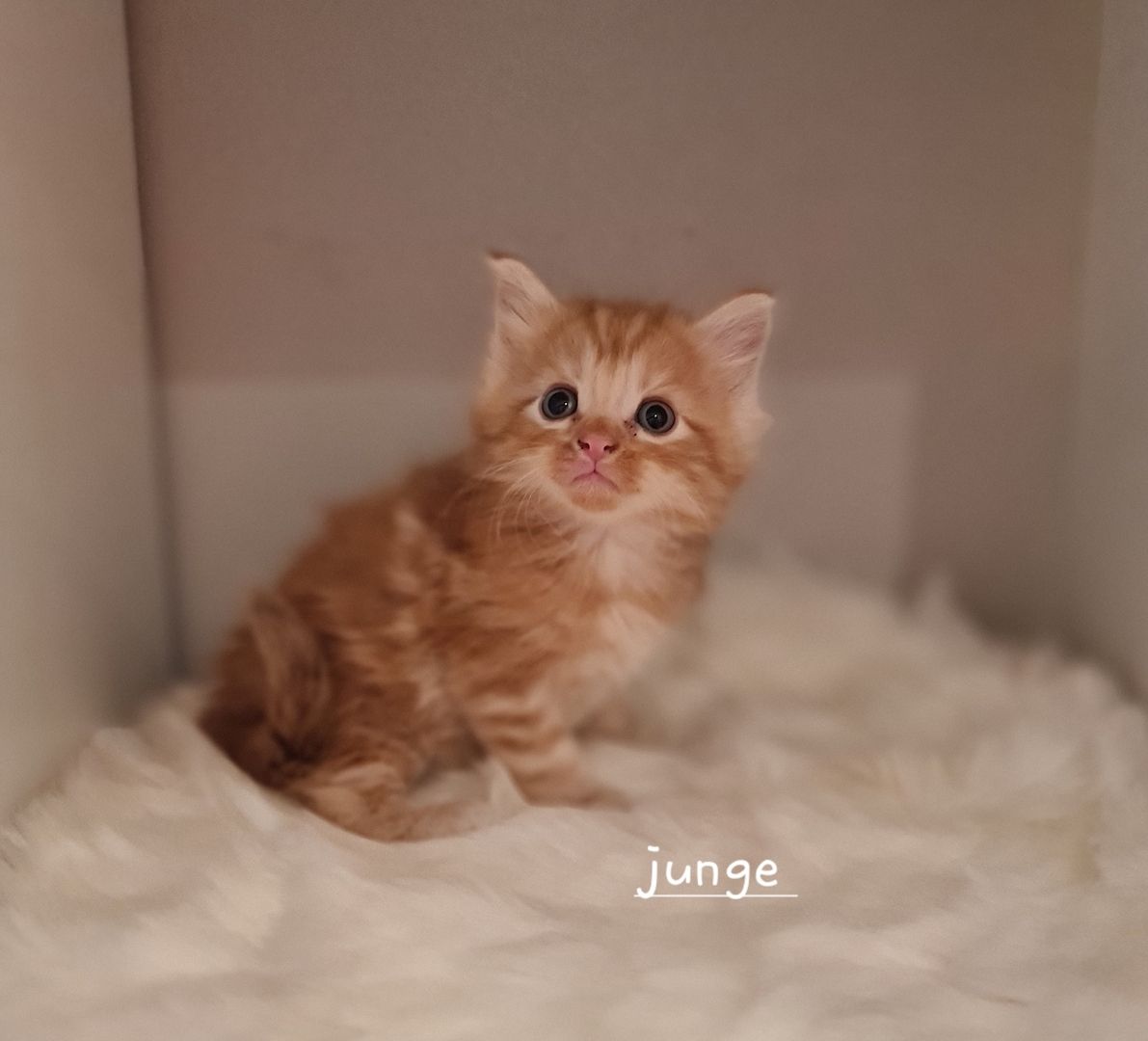 Norwegische waldkatze Maine Coon mix