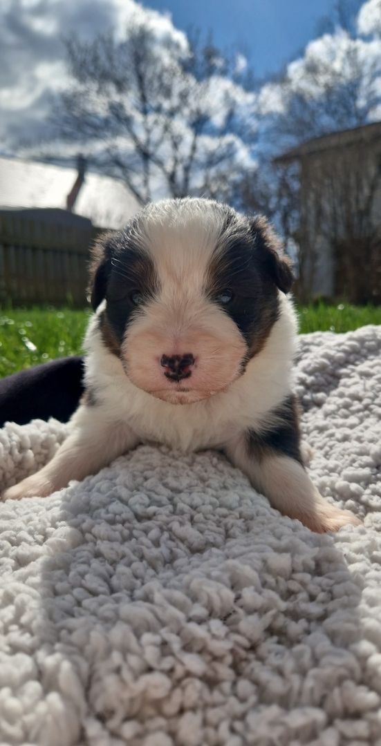 Australian Shepherd Australian Shepherd