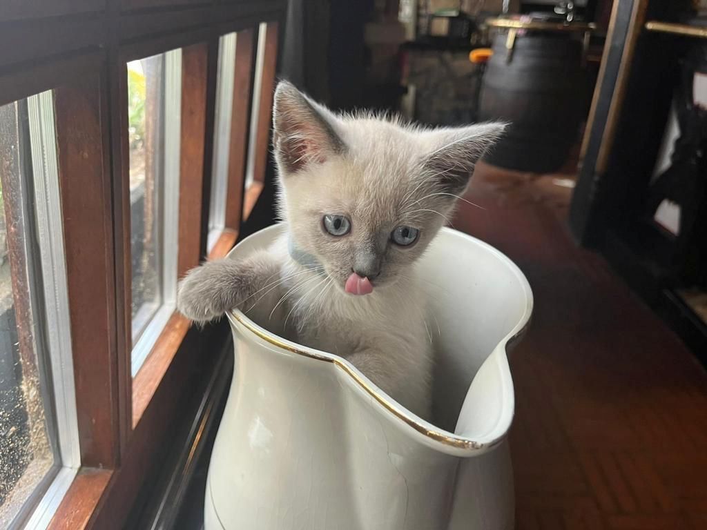 Siam Kitten reinrassig geimpft entwurmt