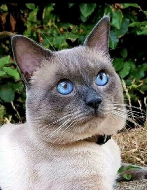 Siam Kitten reinrassig geimpft entwurmt