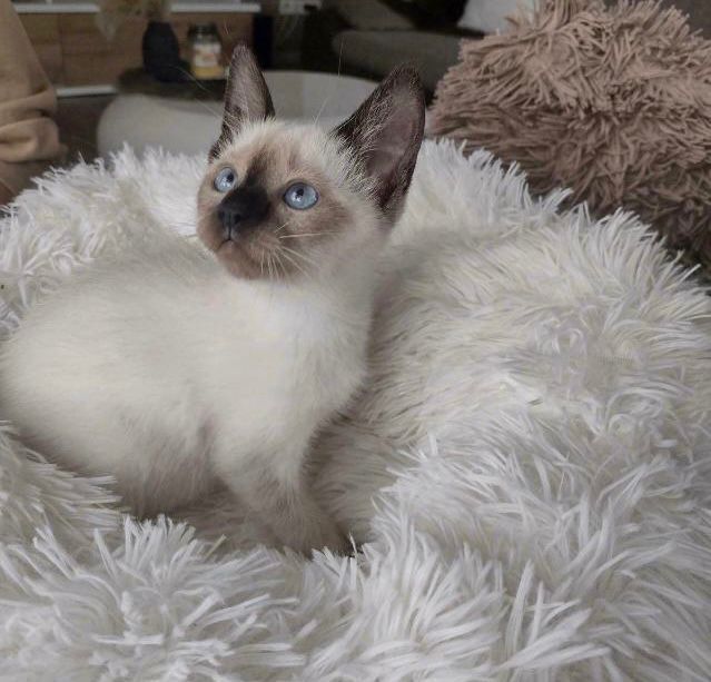 Siam Kitten reinrassig geimpft entwurmt