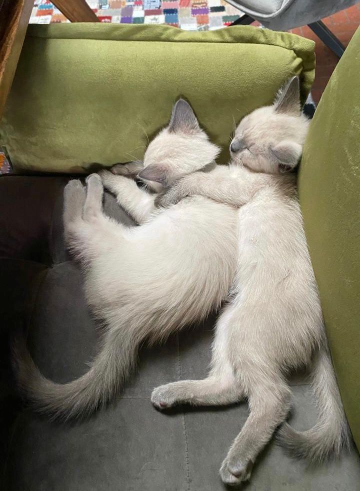 Siam Kitten reinrassig geimpft entwurmt