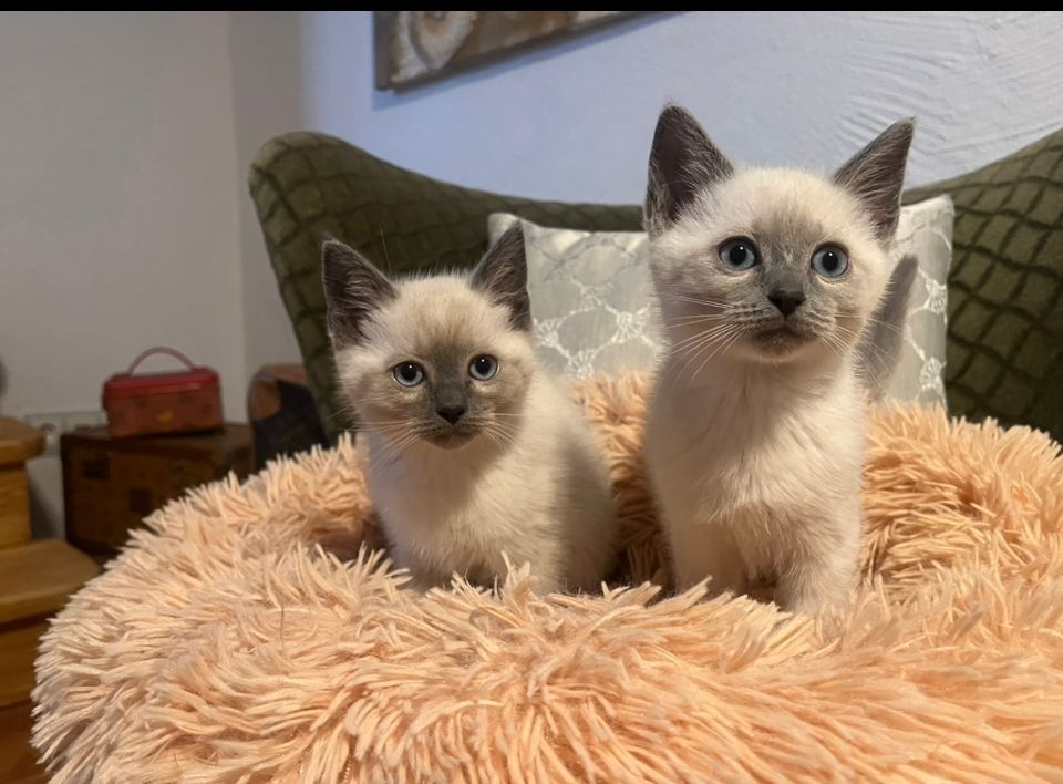 Siam Kitten reinrassig geimpft entwurmt