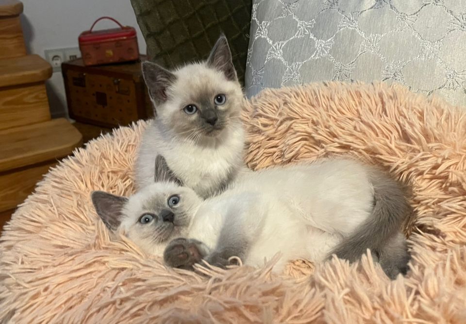 Siam Kitten reinrassig geimpft entwurmt